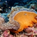 anemonefish_pink_lk_h_0705_png1156.jpg